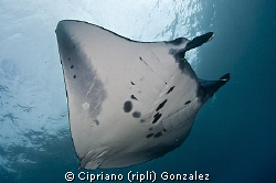 manta flying by Cipriano (ripli) Gonzalez 